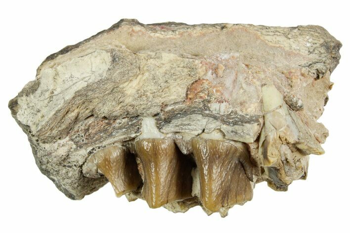 Fossil Oreodont (Merycoidodon) Jaw Section - South Dakota #364410